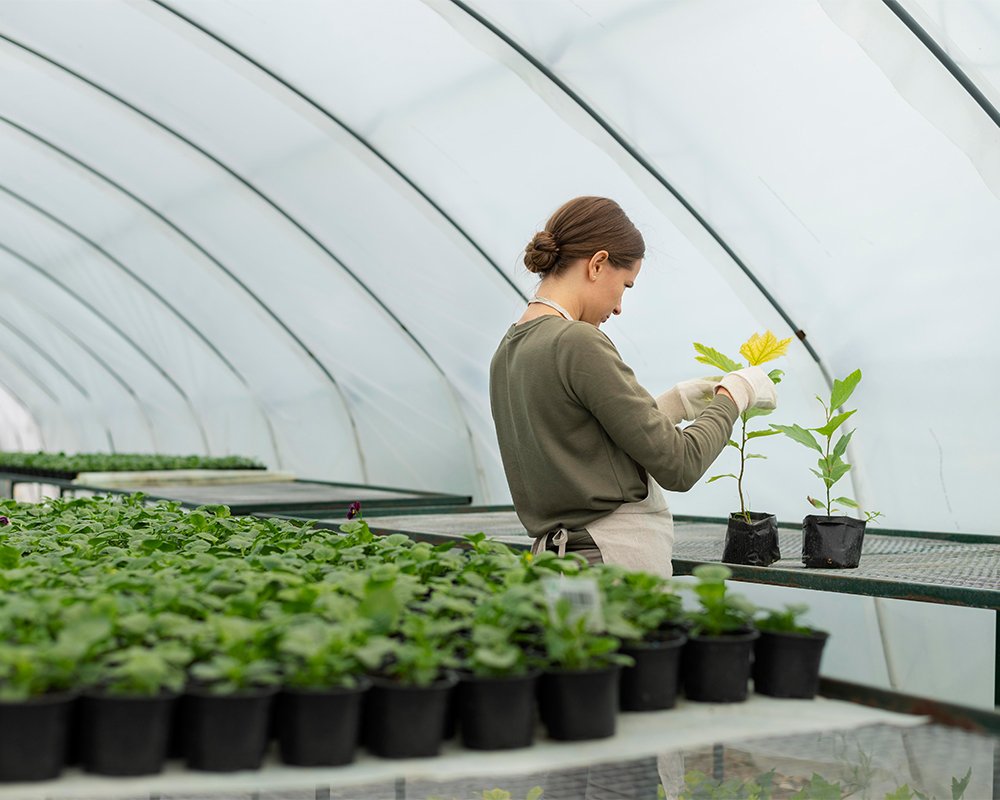 Sera Havalandırma Sistemleri ile Verimi Artırmanın Yolları