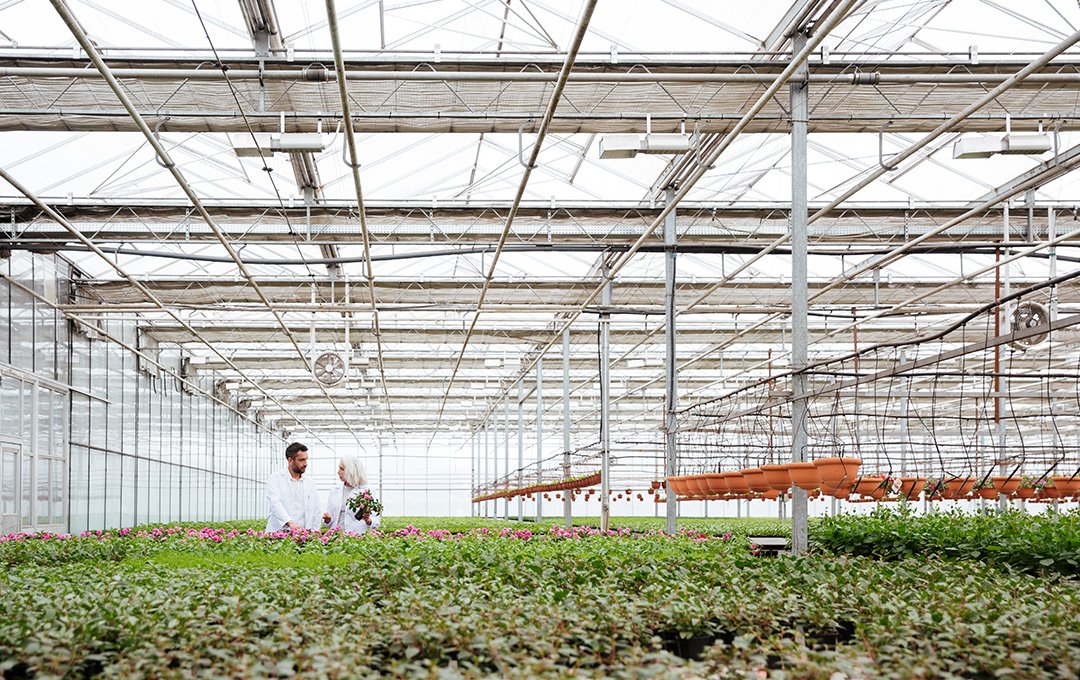 Yüksek Verimli Modern Sera Projesi